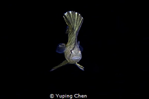 Larval Spadefish/Lembeh, Indonesia/Canon 5D Mark IV, Cano... by Yuping Chen 